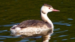 P2360125：カンムリカイツブリ
