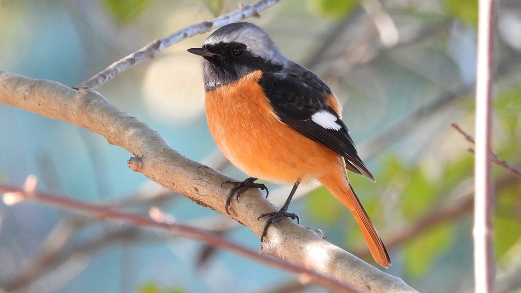 DSCN8330：ジョウビタキ（オス）