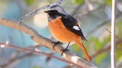 DSCN8330：ジョウビタキ（オス）