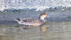 P2320135：コガモ（メス）