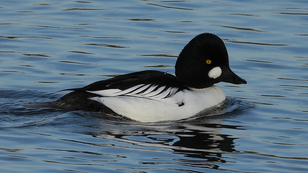 DSCN2552：ホオジロガモ（オス）