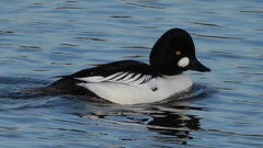 DSCN2552：ホオジロガモ（オス）