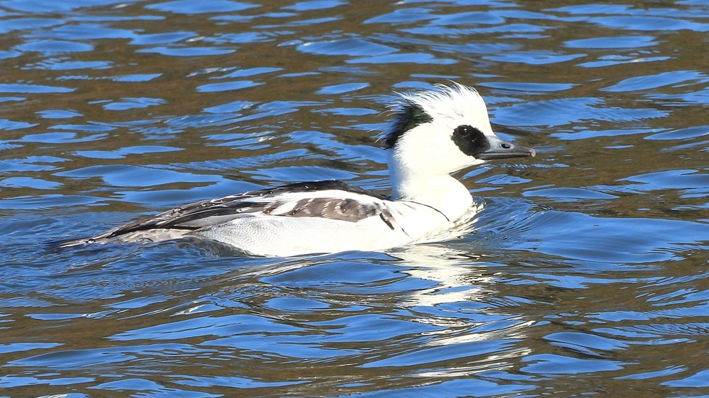 DSCN7078：ミコアイサ（オス）