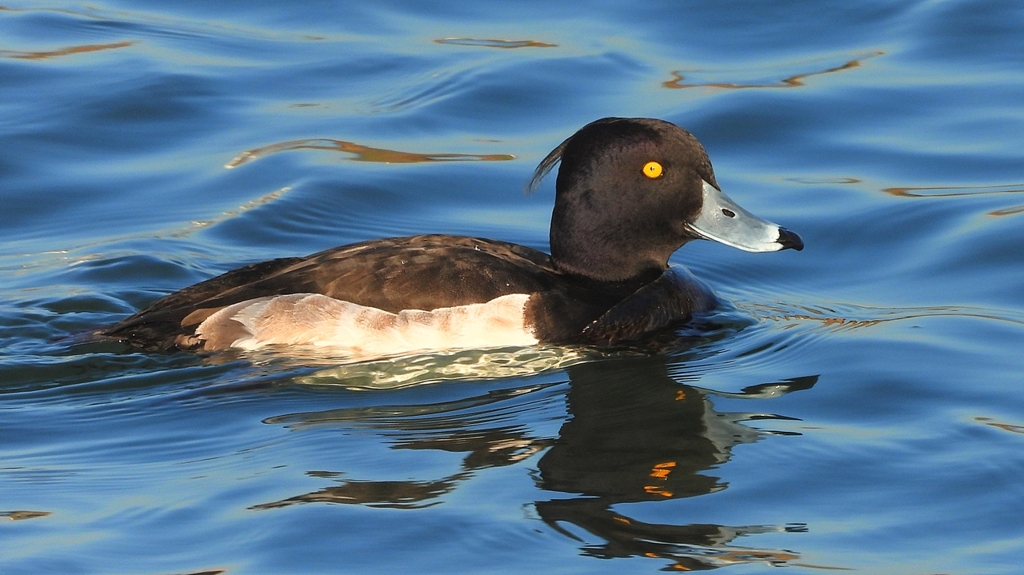 DSCN6496：キンクロハジロ（オス）