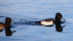 P2360570：キンクロハジロ