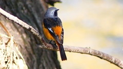 P2330010：ジョウビタキ（オス）