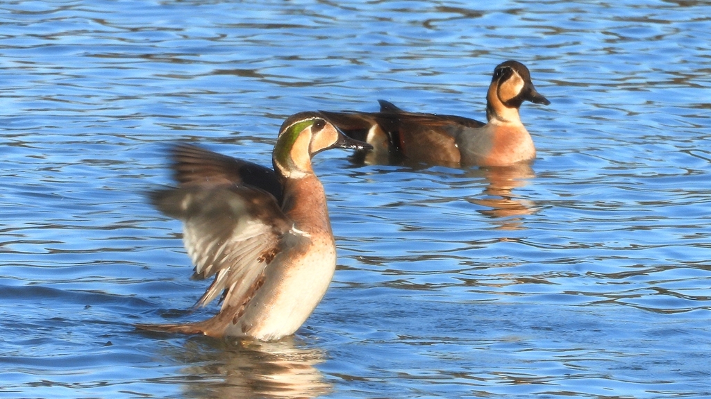 DSCN7871：トモエガモ（オス）