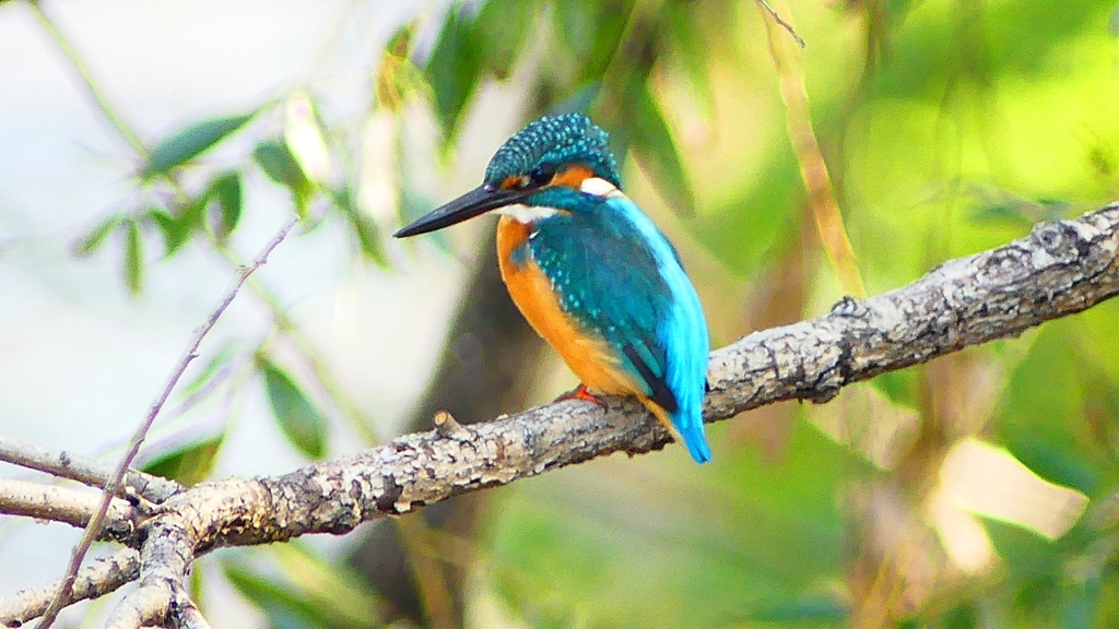 P2320869：カワセミ