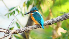 P2320869：カワセミ