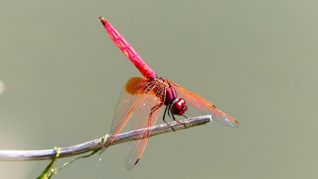 P2300693：ベニトンボ（オス）