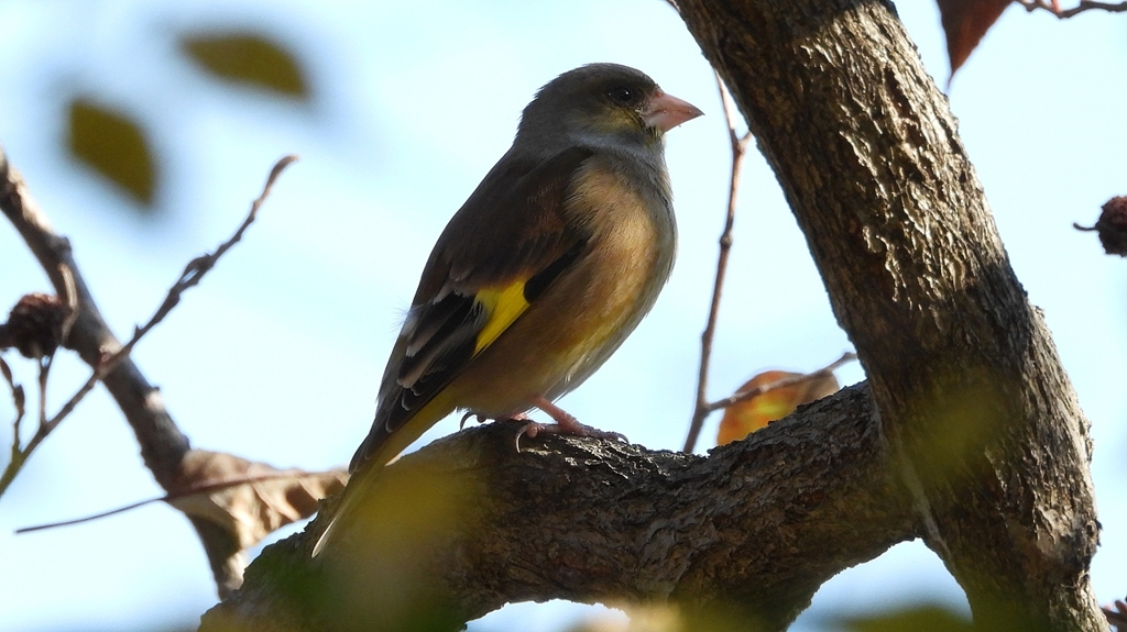 DSCN6325：カワラヒワ