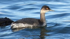 DSCN9258：ハジロカイツブリ