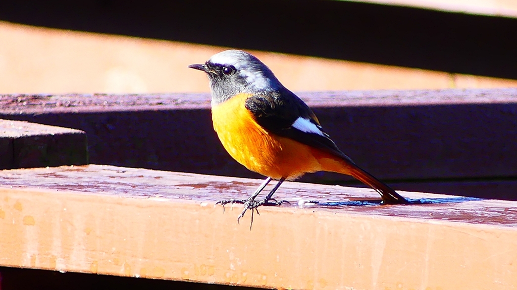 P2370619：ジョウビタキ（オス）