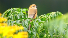 P2370040：モズ（メス）