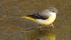 DSCN7555：キセキレイ