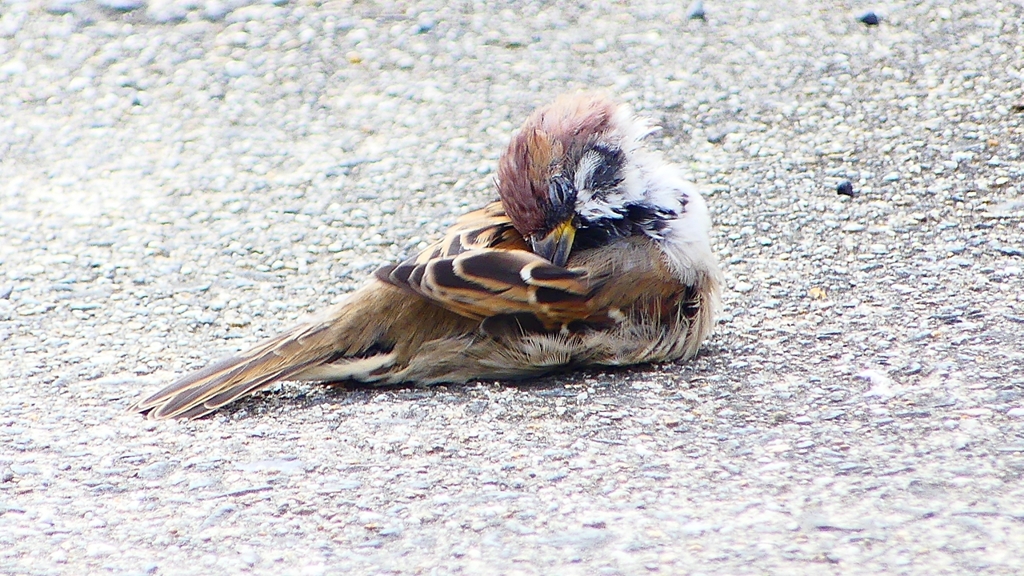 P2280387：スズメ