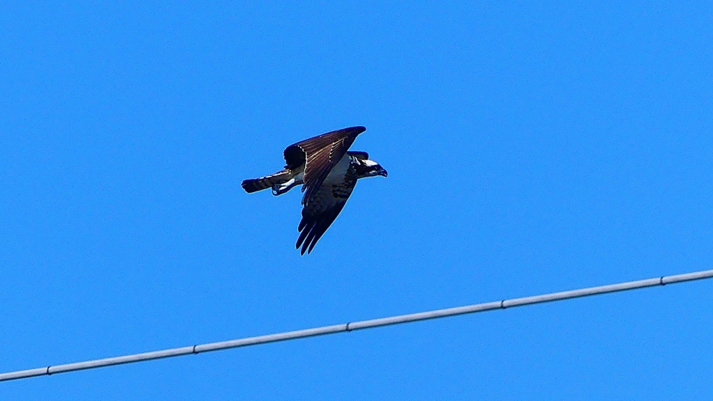 P2270456：飛ぶミサゴ