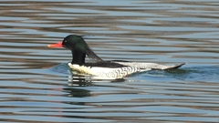 DSCN0813：コウライアイサ