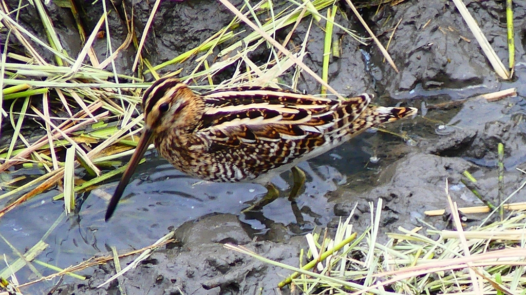P2280717：タシギ