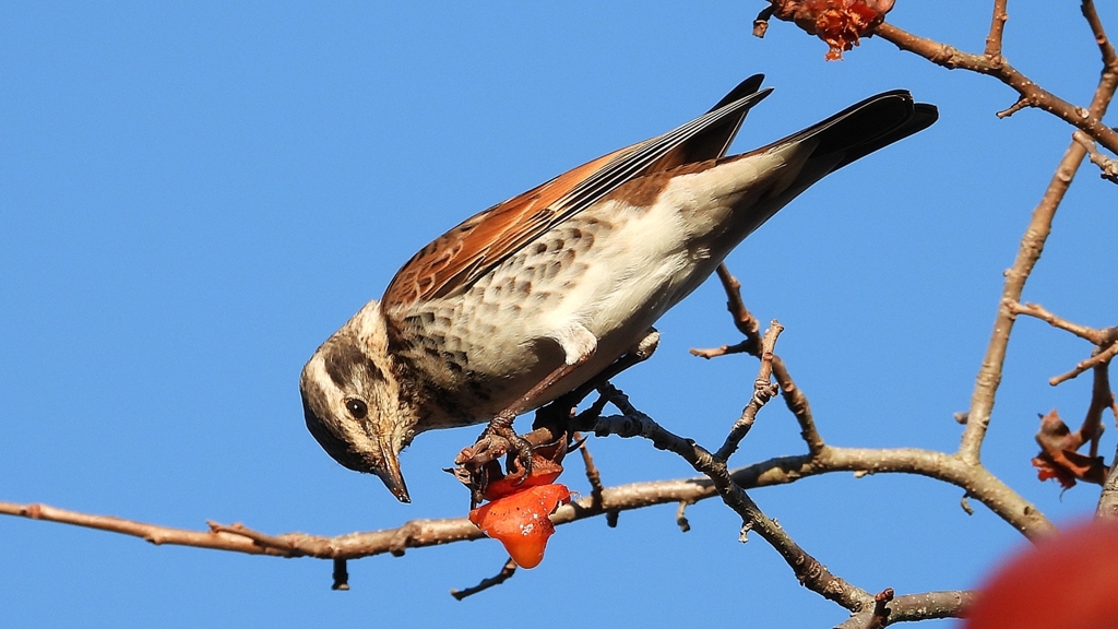 DSCN4684：ツグミ