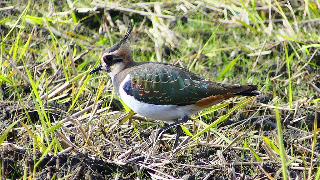 P2340855：タゲリ