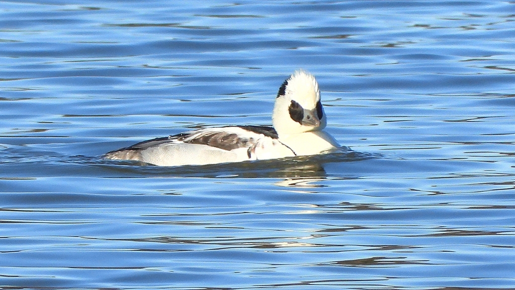 DSCN7067：ミコアイサ（オス）