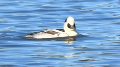 DSCN7067：ミコアイサ（オス）