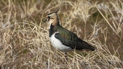 DSCN2737：タゲリ