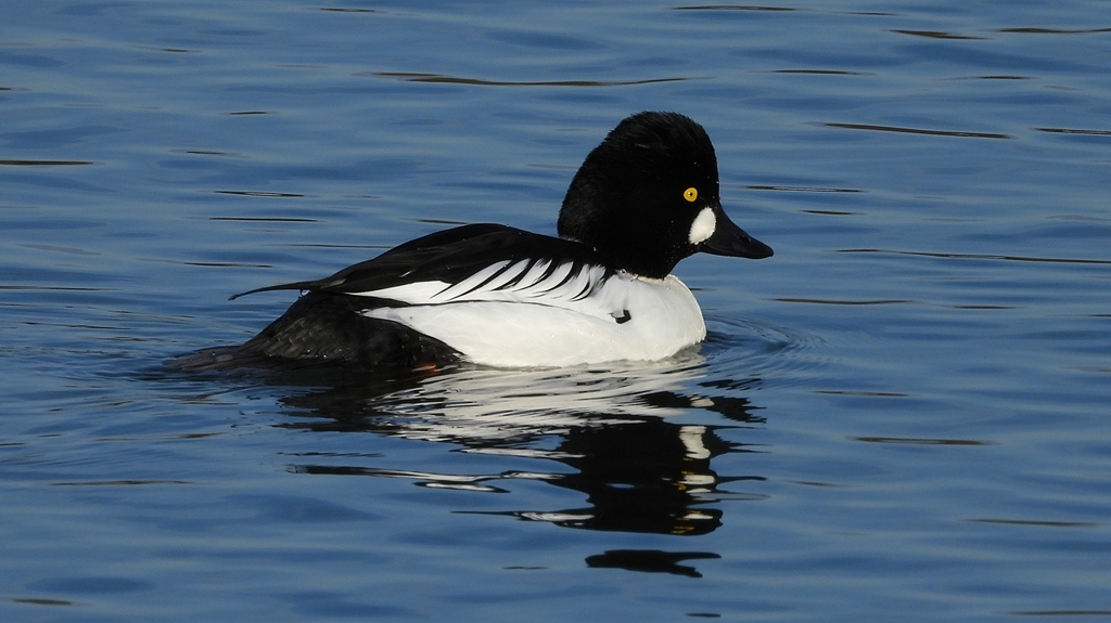 DSCN2571：ホオジロガモ（オス）