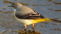 DSCN3584：キセキレイ