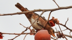 DSCN8590：ハチジョウツグミ