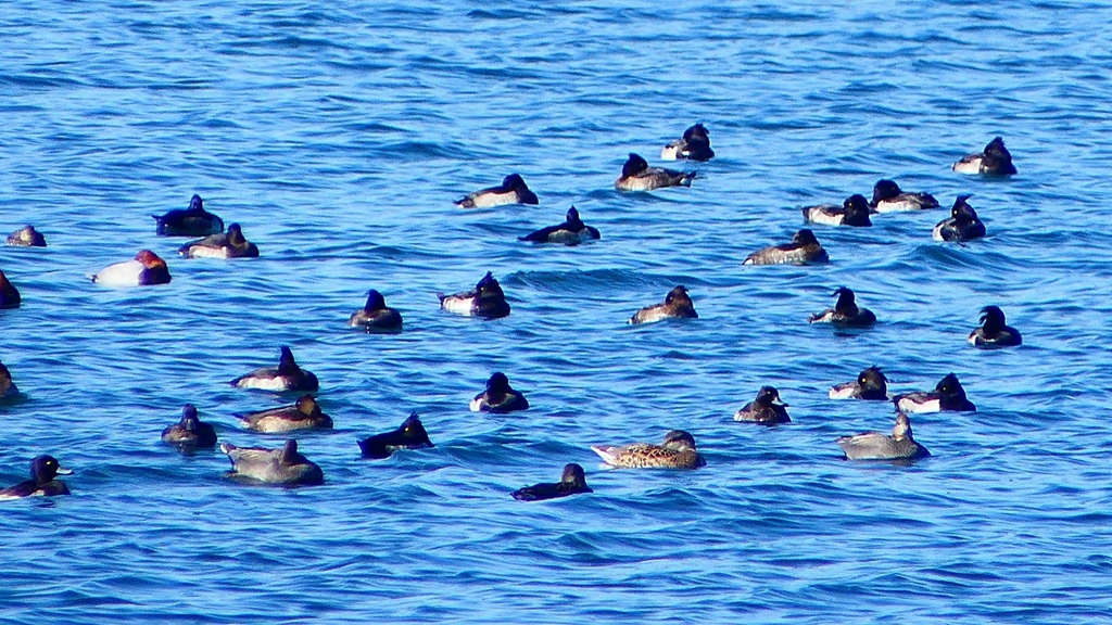 P2320613：カモ類