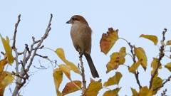 DSCN0727：モズ（メス）