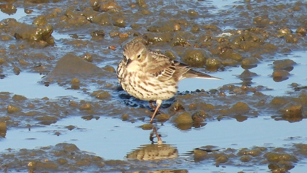 DSCN6445：タヒバリ