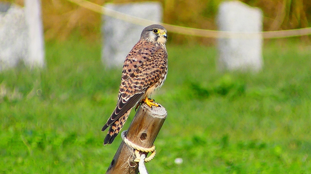 P2340489：チョウゲンボウ