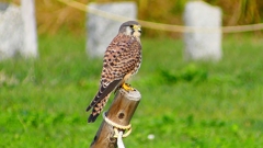 P2340489：チョウゲンボウ