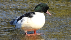 DSCN1499：カワアイサ（オス）