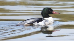 DSCN3134：カワアイサ（オス）