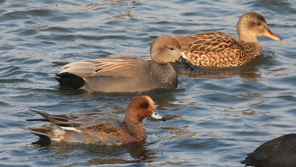 DSCN3928：オカヨシガモ、ヒドリガモ