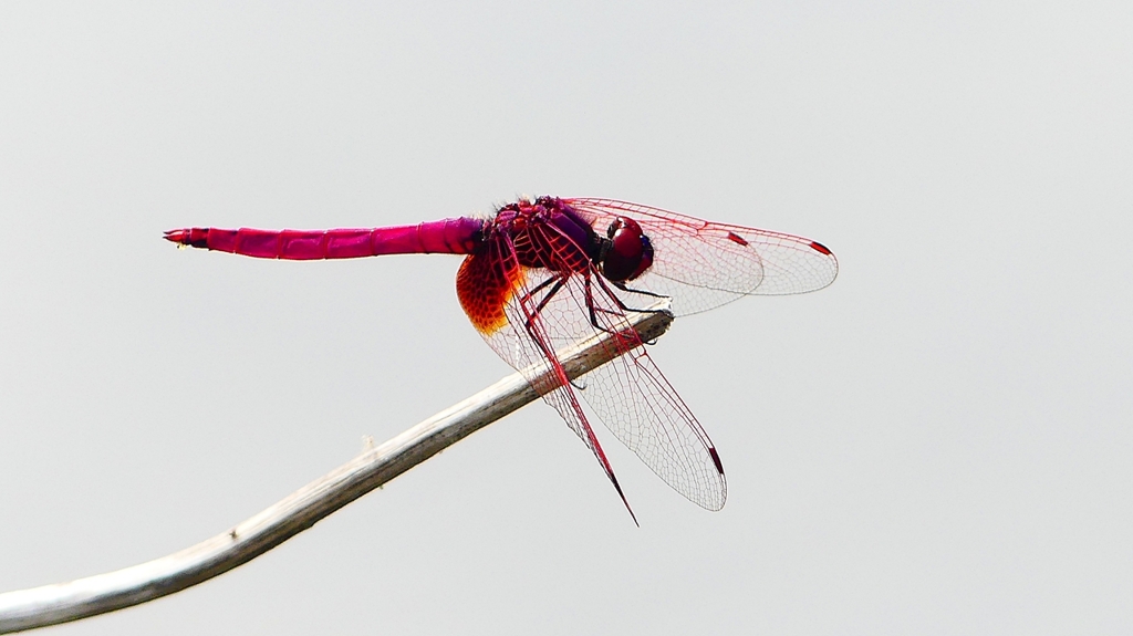 P2290240：ベニトンボ（オス）