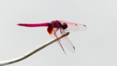 P2290240：ベニトンボ（オス）