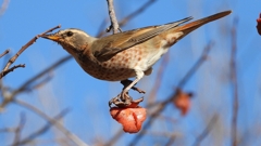 DSCN8865：ハチジョウツグミ