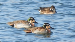 DSCN1113：トモエガモ