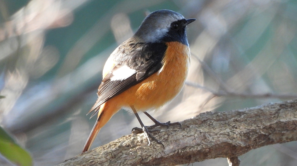 DSCN8297：ジョウビタキ（オス）