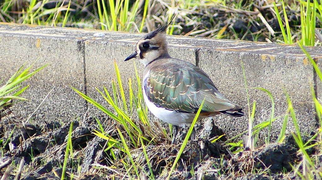 P2340780：タゲリ