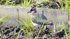 P2340780：タゲリ