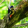 P2250433：アカゲラ（メス）