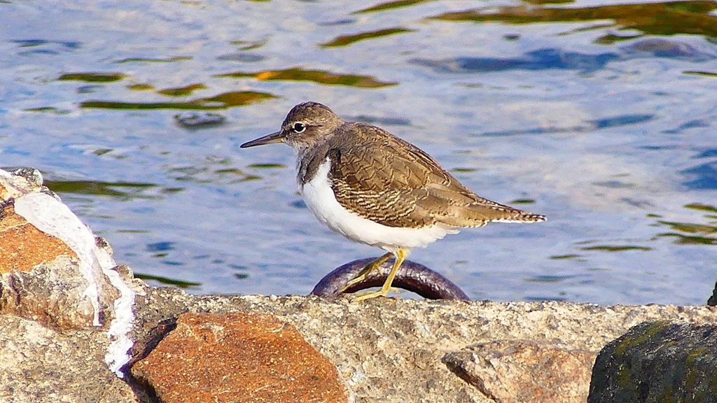 P2360701：イソシギ