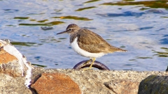 P2360701：イソシギ