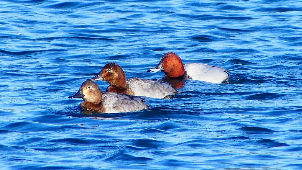 P2380490：ホシハジロ